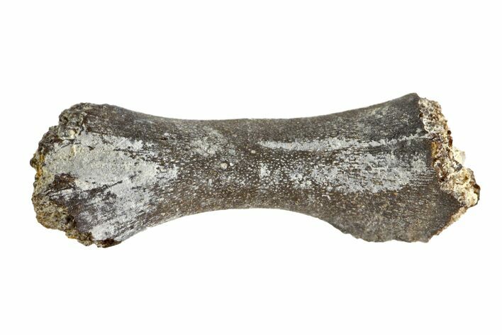 Permian Reptile Limb Bone - Oklahoma #143011